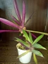 Хлорофитум, традесканция , снимка 2