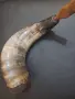 Барутница от рог, снимка 2