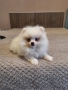 Померан померан, снимка 2