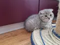 Шотландски клепоухи котенца , снимка 15