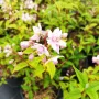 Дойция, Deutzia hybrida 'Mont Rose', снимка 5