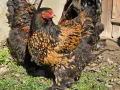 Продавам разплодни яйца от Златно кантирана Брама/Gold Laced Brahma, снимка 13