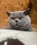 Британски чистокръвни късокосмести, снимка 4