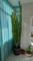 Екзотичен кактус Еуфорбия тригона, снимка 1 - Стайни растения - 44809665