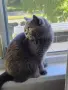 Британски късокосмести котета, снимка 9