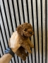 Мини Пудел Момчета / Mini Poodle Boys, снимка 8
