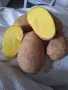 Картофи семе Сорая, клас А и клас Б, снимка 1