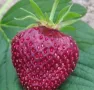 Prodavam korencheta celogodishni qgodi Nov sort Fragaria, снимка 3