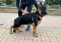 Мъжка Немска Овчарка, снимка 1