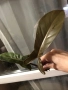 Резник philodendron Florida Bronze , снимка 6
