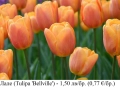 Лале (Tulipa 'Bellville') – луковици, снимка 1