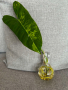 Philodendron Burle Marx Variegated, снимка 4