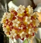 Hoya callistophylla , снимка 1