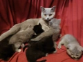  късокосмести Британски котета чистокръвни, снимка 5