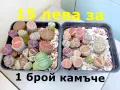 Живи камъчета - Lithops, снимка 4