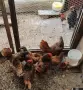 Продавам двойка златен зибрайт, снимка 2