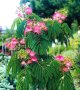 Албиция (Albizia julibrissin), известна още като „копринено дърво“, снимка 1 - Градински цветя и растения - 42629129