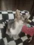 Подарявам малко коте, снимка 4