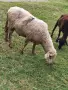 ПРОДАВАМ МЛАД КОЧ , снимка 1