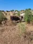 продавам телета, снимка 1