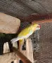 2 Мъжки пенанта, снимка 2
