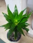 Драцена компакта, снимка 3