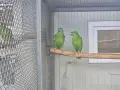 Разнообразие на папагалите амазона, снимка 5
