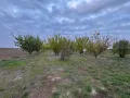 Продавам овощна градина - Кайсии - 22,5 декара, снимка 3