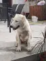 Алабай на 5 месеца , снимка 5