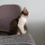 Подарявам мъжко котенце, снимка 11
