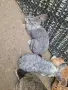 зайци великани всякакви, снимка 6