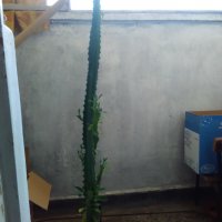 Кактус Еуфорбия тригона, снимка 4 - Стайни растения - 38754294