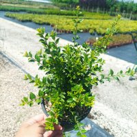  Лоницера, Lonicera nitida Elegant, вечнозелена и студоустойчива!!, снимка 9 - Градински цветя и растения - 39342927
