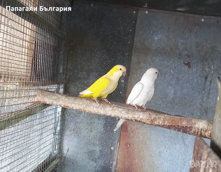 Монахчета, снимка 1