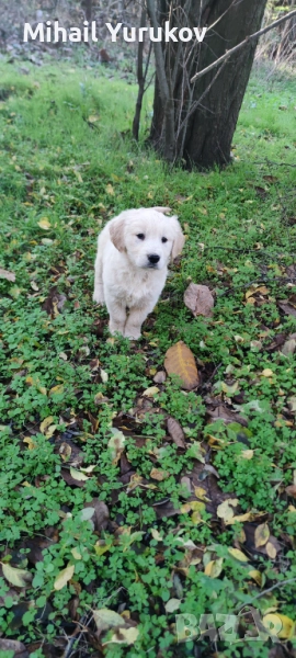 Голдън ретривър , снимка 1