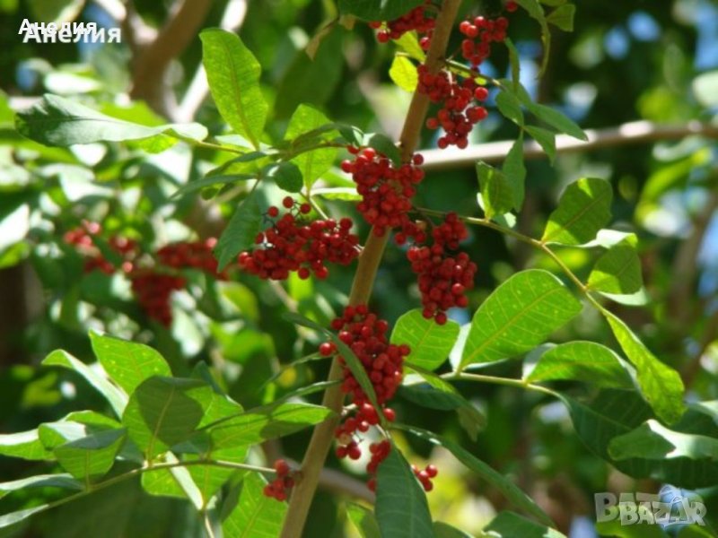 Бразилски пипер Schinus terebinthifolia.Розов пипер., снимка 1