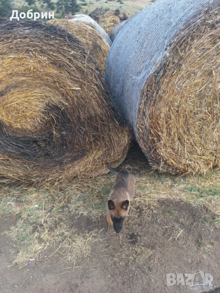 Белгийски овчарки , снимка 1