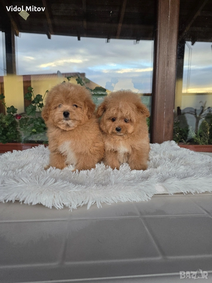 Помапу Померан Пудел , снимка 1