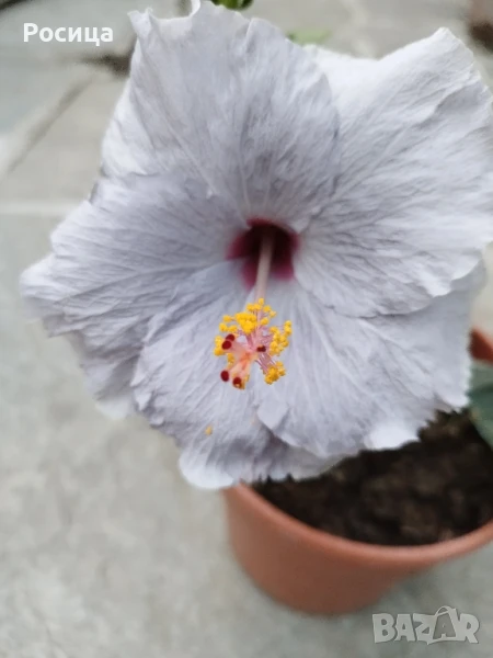 китайска роза , снимка 1