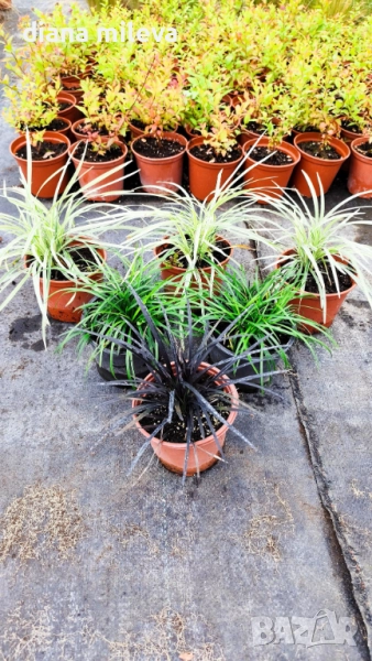 Промо пакет от 6 бр Декоративни треви, снимка 1