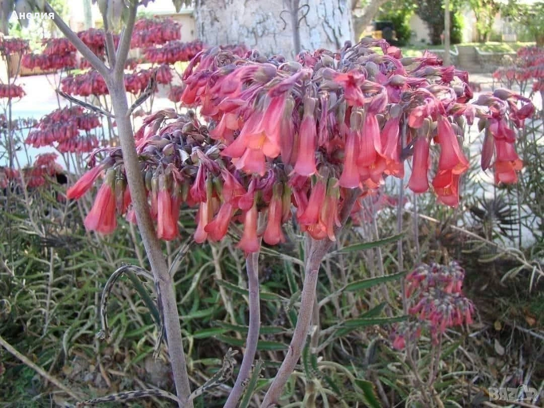 Лечебно цъфтящо каланхое, снимка 1