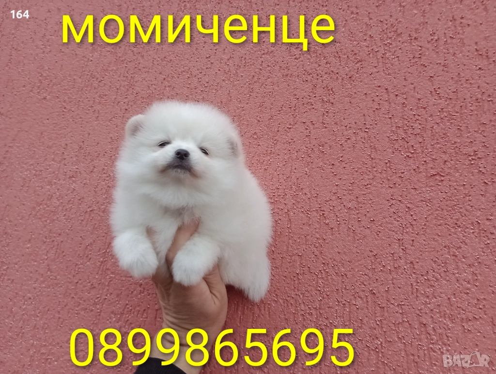 Мъжки и женски бели Померани. Реални снимки от 05.01.26 г. , снимка 1