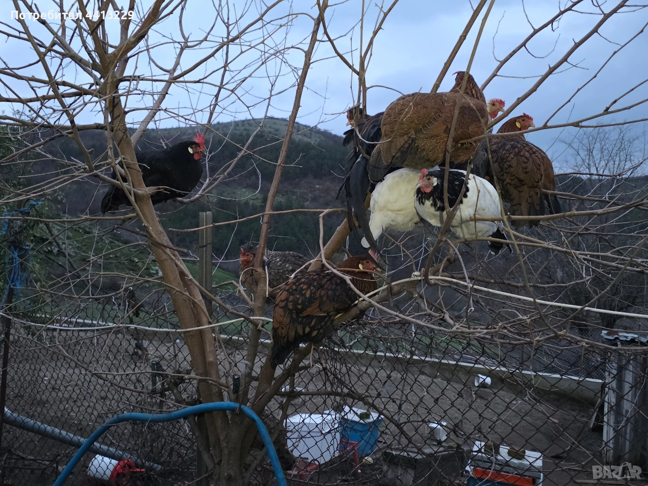 ярки ,кокошки, снимка 1