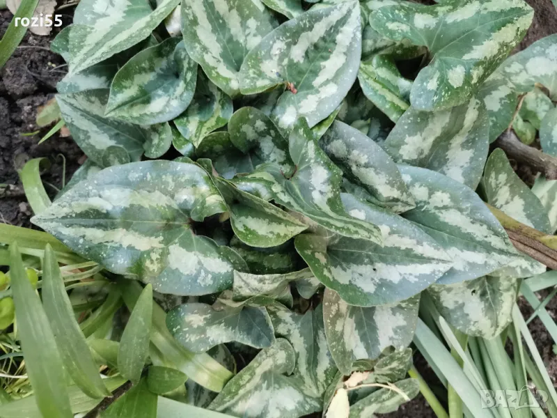 Азарум. Градински студоустойчив., снимка 1