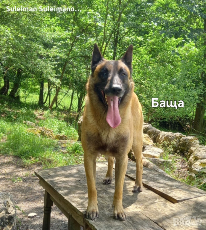 Продава се малко кученце мъшко на 40 дена 180 лв, снимка 1