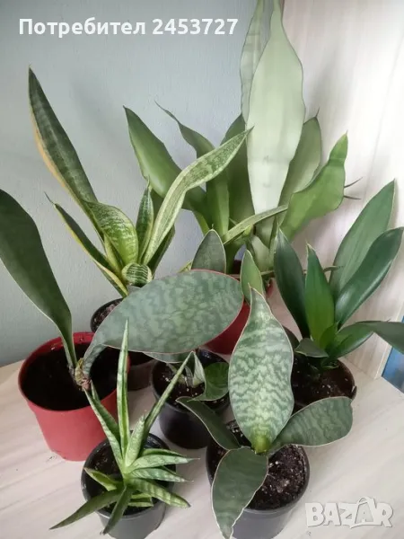 Сансевиери , много , по списък , снимка 1