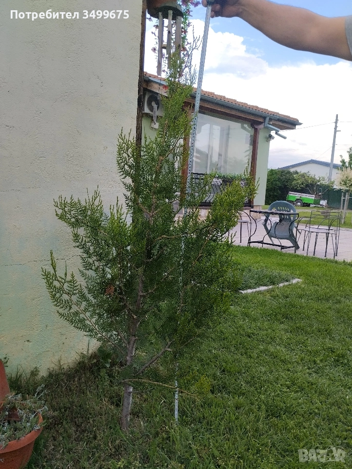 туя, снимка 1