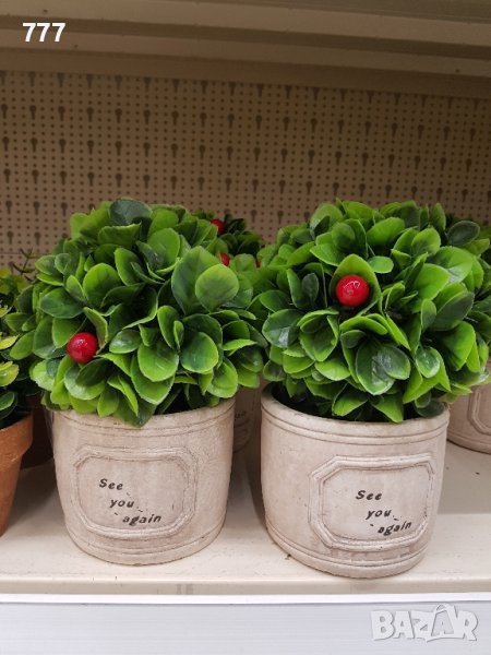 бонзай , снимка 1