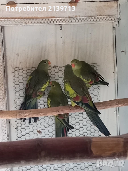Продавам млади Планински папагали , снимка 1