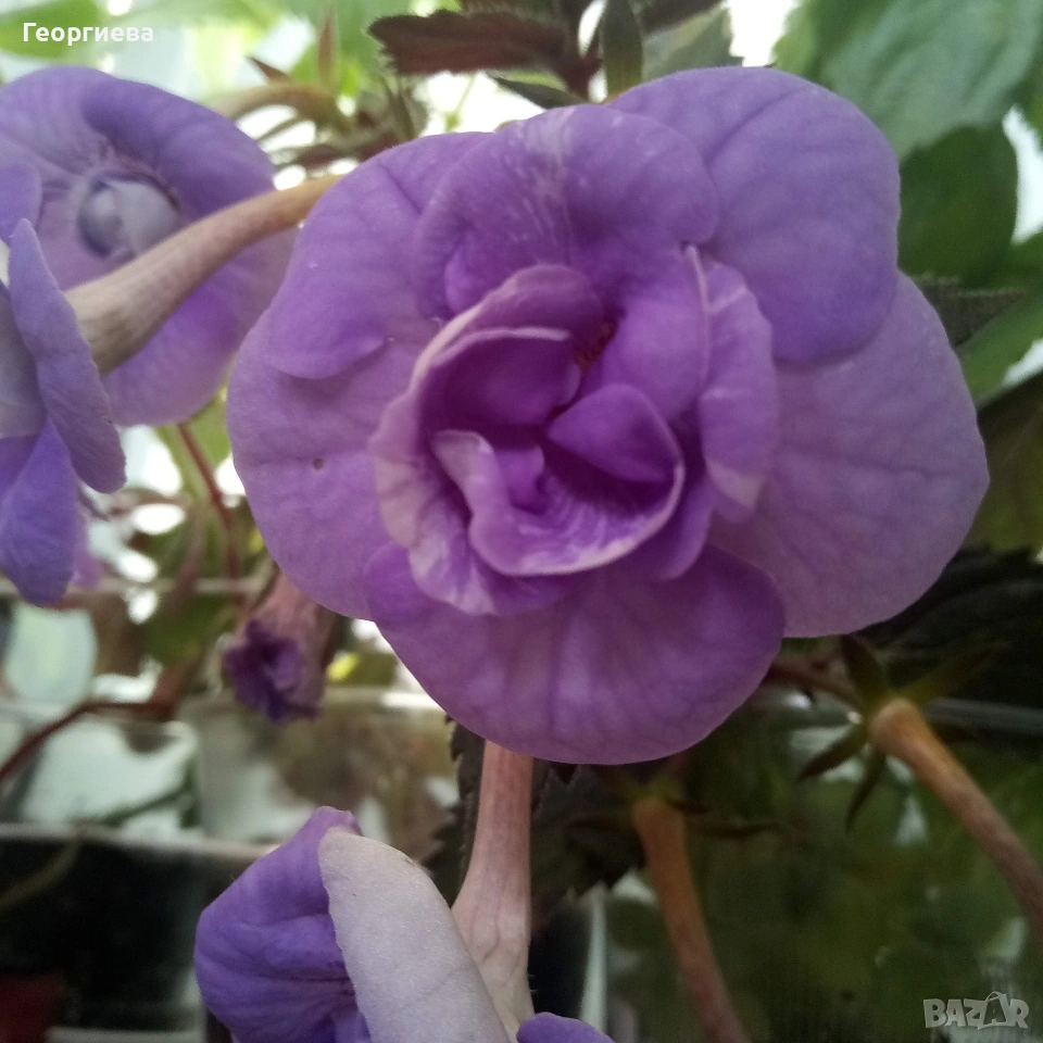 ахименес ризоми комплект , снимка 1